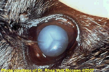 Immature best sale cataract dog